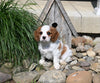 AKC Registered Cavalier For Sale Millersburg OH Female-Floppsy