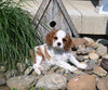 AKC Registered Cavalier For Sale Millersburg OH Female-Floppsy