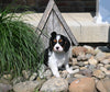 AKC Registered Cavalier For Sale Millersburg OH Female-Moppsy