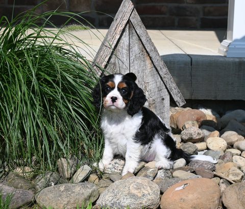 AKC Registered Cavalier For Sale Millersburg OH Female-Moppsy