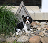 AKC Registered Cavalier For Sale Millersburg OH Female-Moppsy