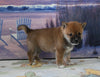 AKC Registered Shiba Inu For Sale Dundee OH Male-Snickers