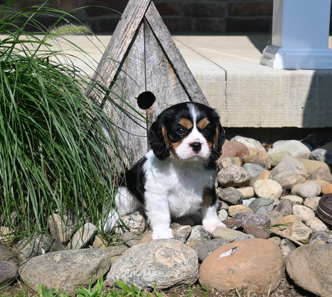 AKC Registered Cavalier For Sale Millersburg OH Male-Cotten Tail