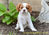 AKC Cavalier King Charles Spaniel For Sale Millersburg OH Chester