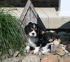 AKC Registered Cavalier For Sale Millersburg OH Male-Cotten Tail