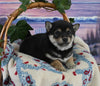 AKC Registered Shiba Inu For Sale Dundee OH Male-100 Grand