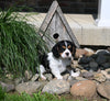 AKC Registered Cavalier For Sale Millersburg OH Male-Cotten Tail