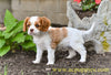 AKC Cavalier King Charles Spaniel For Sale Millersburg OH Chester