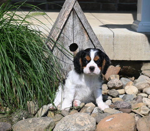 AKC Registered Cavalier For Sale Millersburg OH Male-Peter