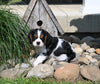 AKC Registered Cavalier For Sale Millersburg OH Male-Peter