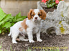 AKC Cavalier King Charles Spaniel For Sale Millersburg OH Chester