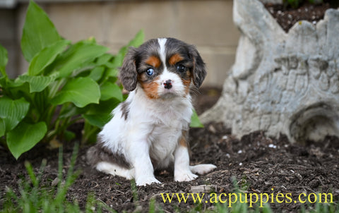 AKC Cavalier King Charles Spaniel For Sale Millersburg OH Jasper