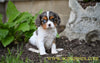 AKC Cavalier King Charles Spaniel For Sale Millersburg OH Jasper