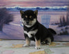 AKC Registered Shiba Inu For Sale Dundee OH Female-Baby Ruth