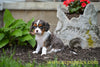 AKC Cavalier King Charles Spaniel For Sale Millersburg OH Jasper