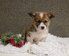 ACA Registered Welsh Corgi For Sale Applecreek OH Female-Jewel