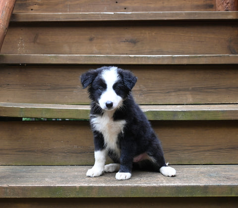 ABCA Registered Border Collie For Sale Warsaw OH Female-Oakley