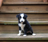 ABCA Registered Border Collie For Sale Warsaw OH Female-Oakley