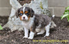 AKC Cavalier King Charles Spaniel For Sale Millersburg OH Jasper