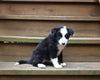 ABCA Registered Border Collie For Sale Warsaw OH Female-Oakley