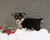 ACA Registered Welsh Corgi For Sale Applecreek OH Male-Chase