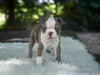 Boston Terrier For Sale Fredericksburg OH Odie