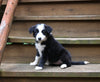ABCA Registered Border Collie For Sale Warsaw OH Female-Oakley