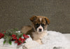ACA Registered Welsh Corgi For Sale Applecreek OH Male-Jasper