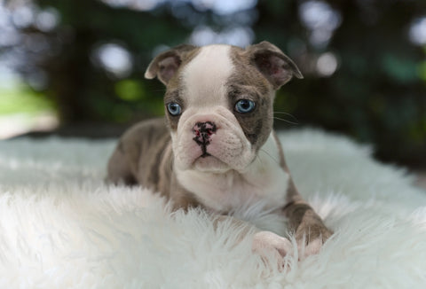 Boston Terrier For Sale Fredericksburg OH Odie