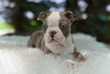 Boston Terrier For Sale Fredericksburg OH Odie
