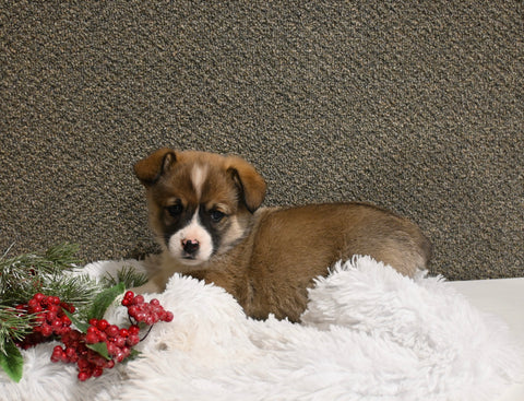 ACA Registered Welsh Corgi For Sale Applecreek OH Male-Jasper