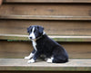 ABCA Registered Border Collie For Sale Warsaw OH Female-Lily Belle