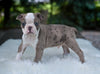 Boston Terrier For Sale Fredericksburg OH Odie