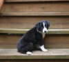 ABCA Registered Border Collie For Sale Warsaw OH Female-Lily Belle