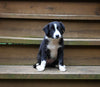 ABCA Registered Border Collie For Sale Warsaw OH Female-Lily Belle