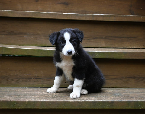 ABCA Registered Border Collie For Sale Warsaw OH Female-Willow Sage