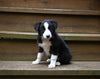 ABCA Registered Border Collie For Sale Warsaw OH Female-Willow Sage