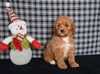 Mini F1BB Labradoodle For Sale Millersburg OH Female-Opal