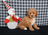 Mini F1BB Labradoodle For Sale Millersburg OH Female-Opal