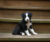 ABCA Registered Border Collie For Sale Warsaw OH Female-Willow Sage
