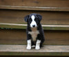 ABCA Registered Border Collie For Sale Warsaw OH Female-Willow Sage