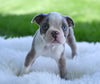 Boston Terrier For Sale Fredericksburg OH Odie
