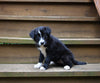 ABCA Registered Border Collie For Sale Warsaw OH Female-Sasha Rae