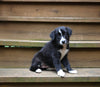 ABCA Registered Border Collie For Sale Warsaw OH Female-Sasha Rae