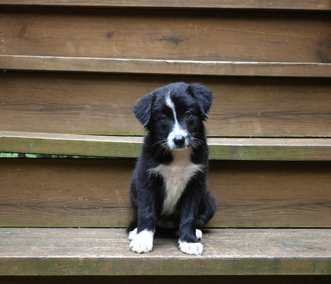 ABCA Registered Border Collie For Sale Warsaw OH Female-Sasha Rae