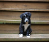 ABCA Registered Border Collie For Sale Warsaw OH Female-Sasha Rae