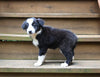 ABCA Registered Border Collie For Sale Warsaw OH Male-Hudson Bay
