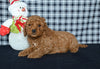 Mini F1BB Labradoodle For Sale Millersburg OH Male-Orli
