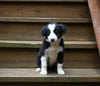 ABCA Registered Border Collie For Sale Warsaw OH Male-Hudson Bay