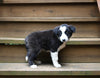 ABCA Registered Border Collie For Sale Warsaw OH Male-Hudson Bay